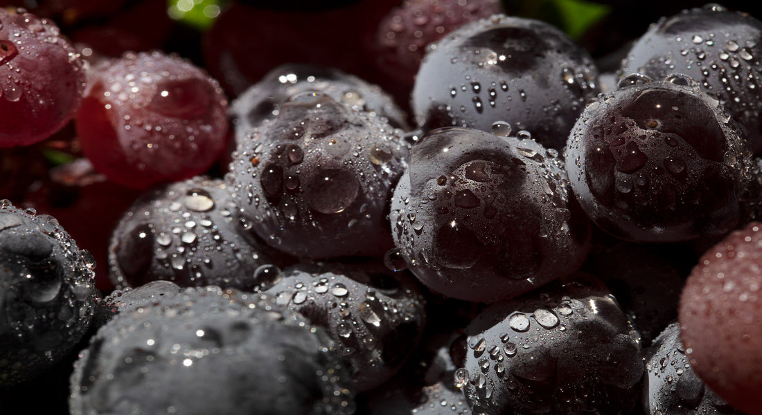 An Essential Guide to Viniculture
