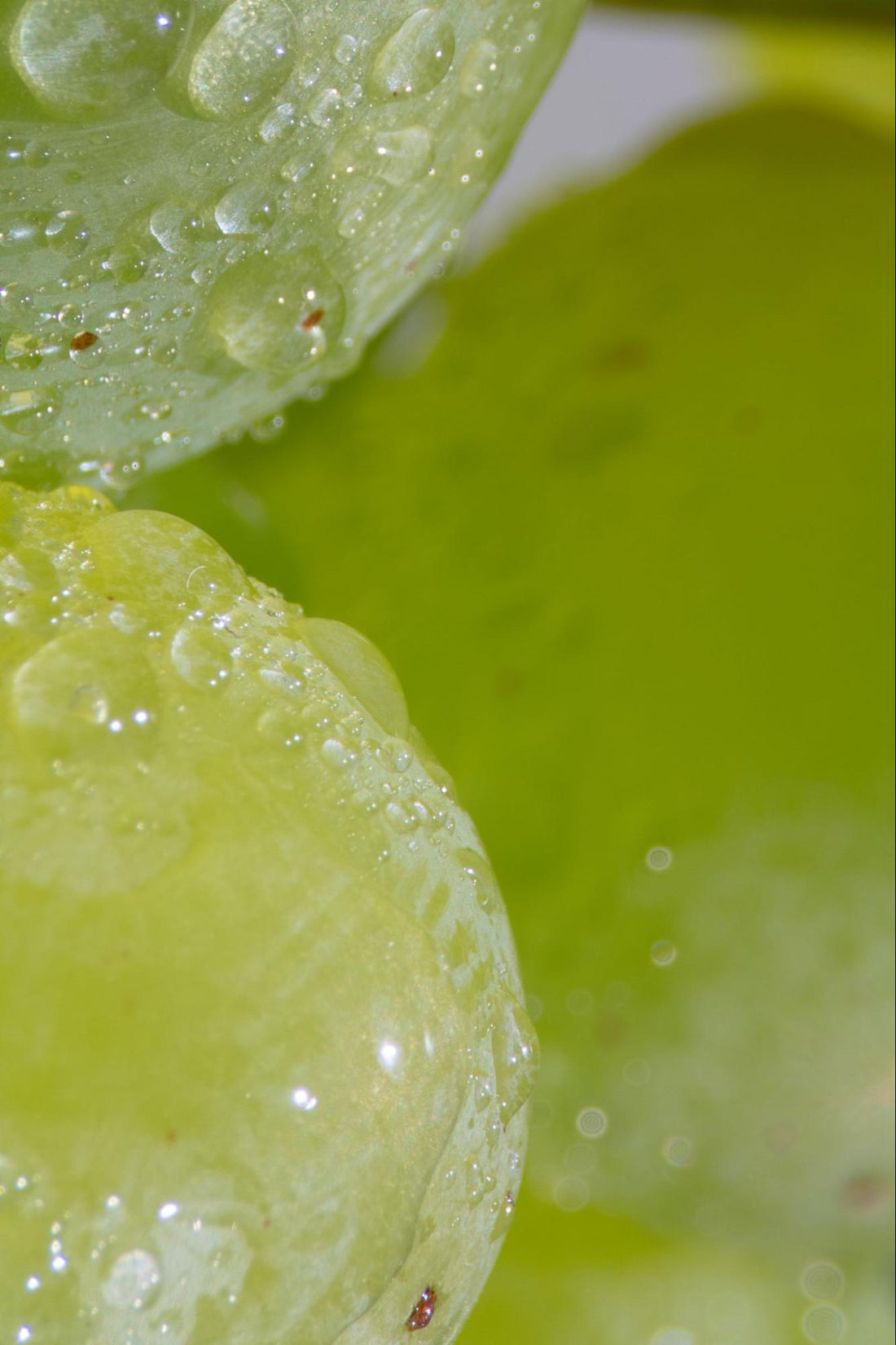 how to make wine from grapes: a close-up photo of grapes