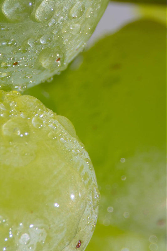 how to make wine from grapes: a close-up photo of grapes