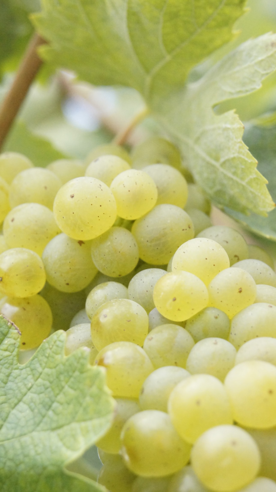 a beautiful white wine branch on a sunny day