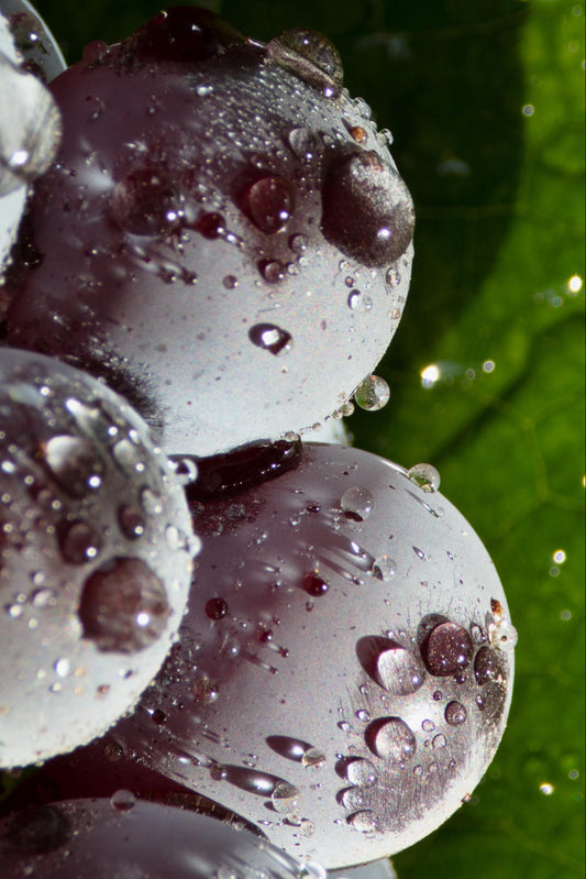 history of wine: close up image of grapes with mist