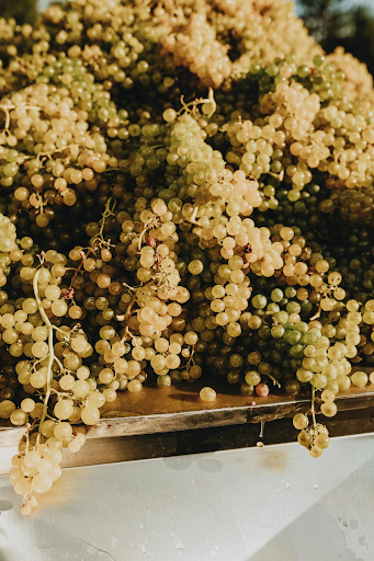 California white wine grapes in the sun